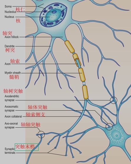 细胞膜内负电位向减小的方向变化称为_膜内负电位减小称为_细胞膜内的负电位减小