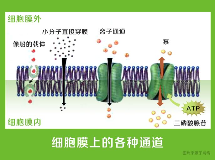 钠钾离子通道存在_钾离子钠离子通道_钠离子通道和钾离子通道