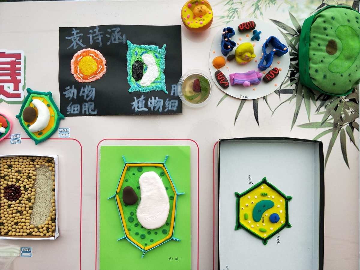 肾小球内皮细胞和系膜细胞图片_细胞膜图片_人的口腔黏膜细胞图片