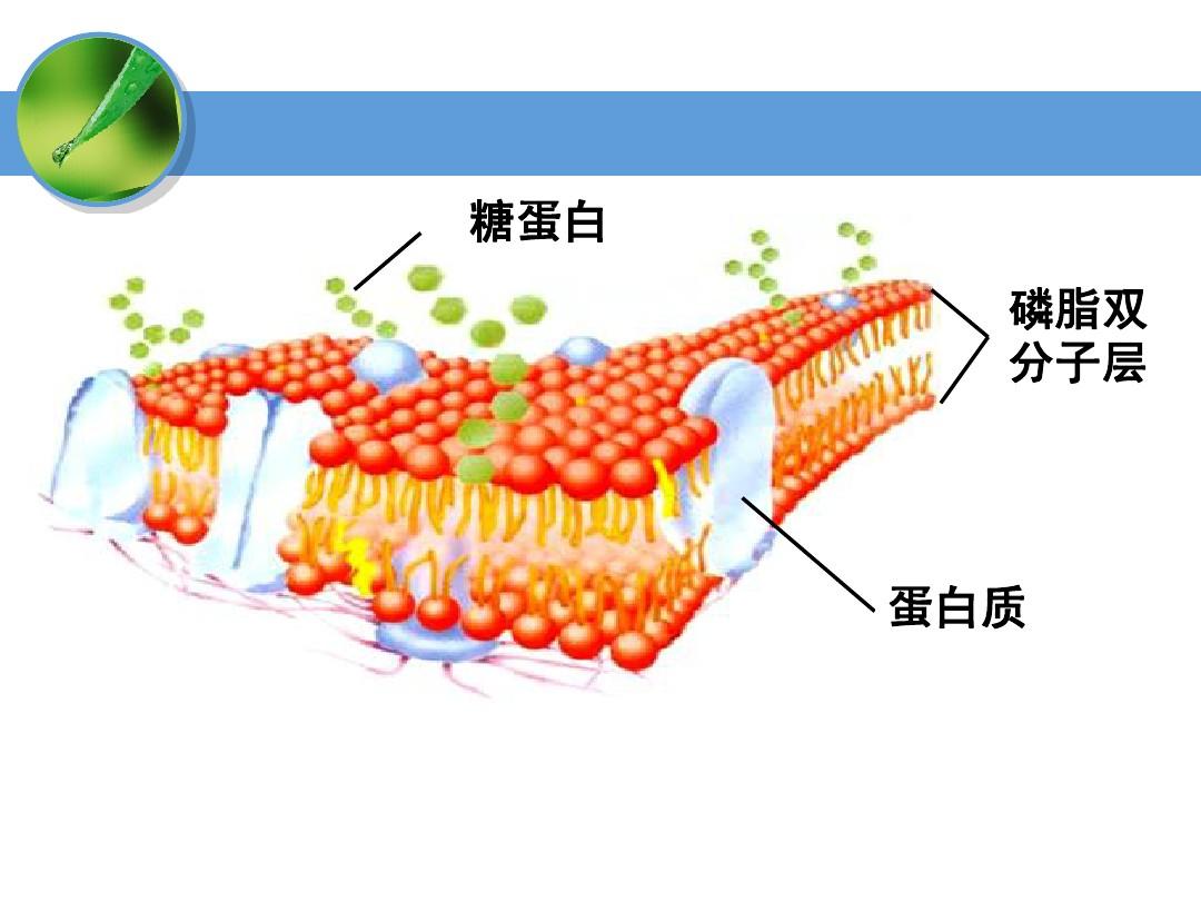 构成细胞膜结构_细胞膜结构画图_细胞膜结构图