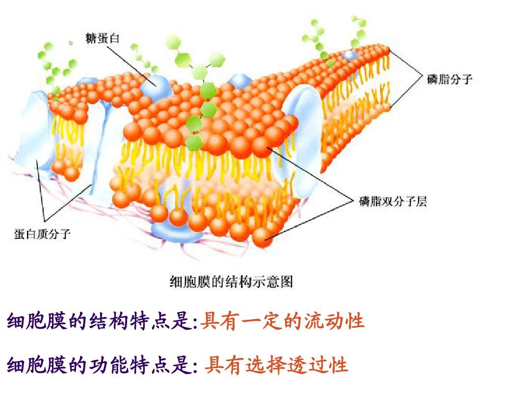 细胞器膜糖蛋白_糖蛋白是细胞膜的主要成分_细胞膜糖蛋白
