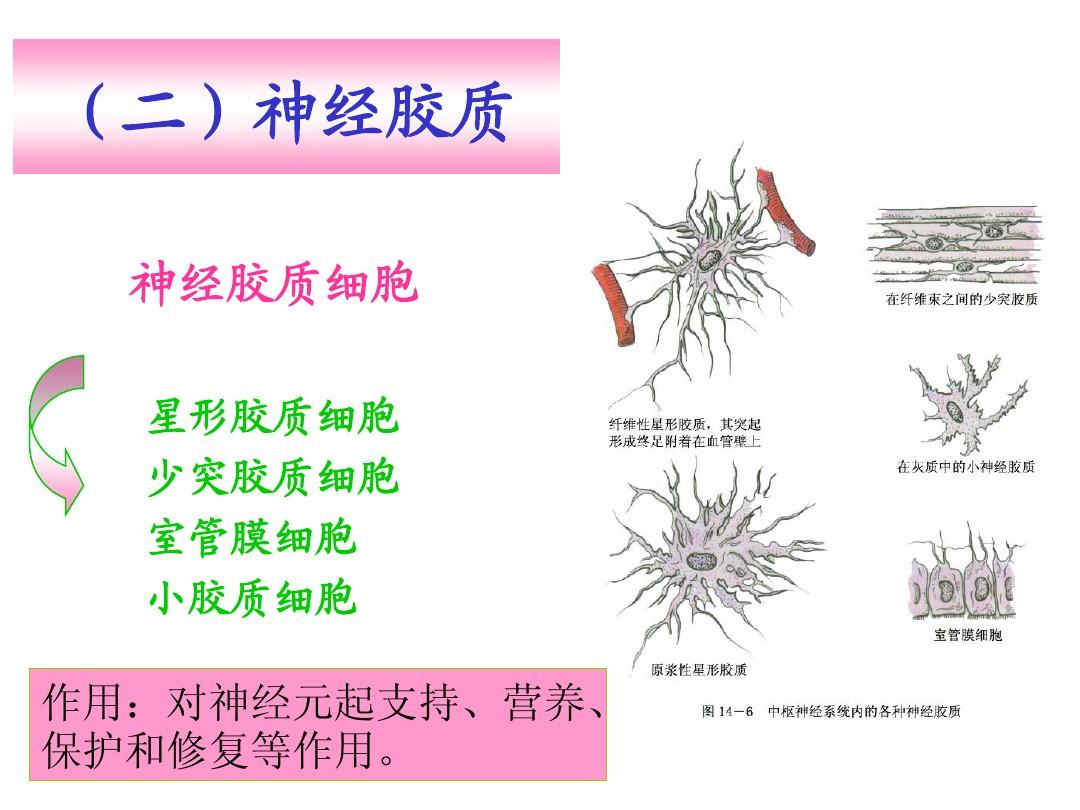 细胞的膜电位_细胞膜电位_细胞膜电位的形成机制