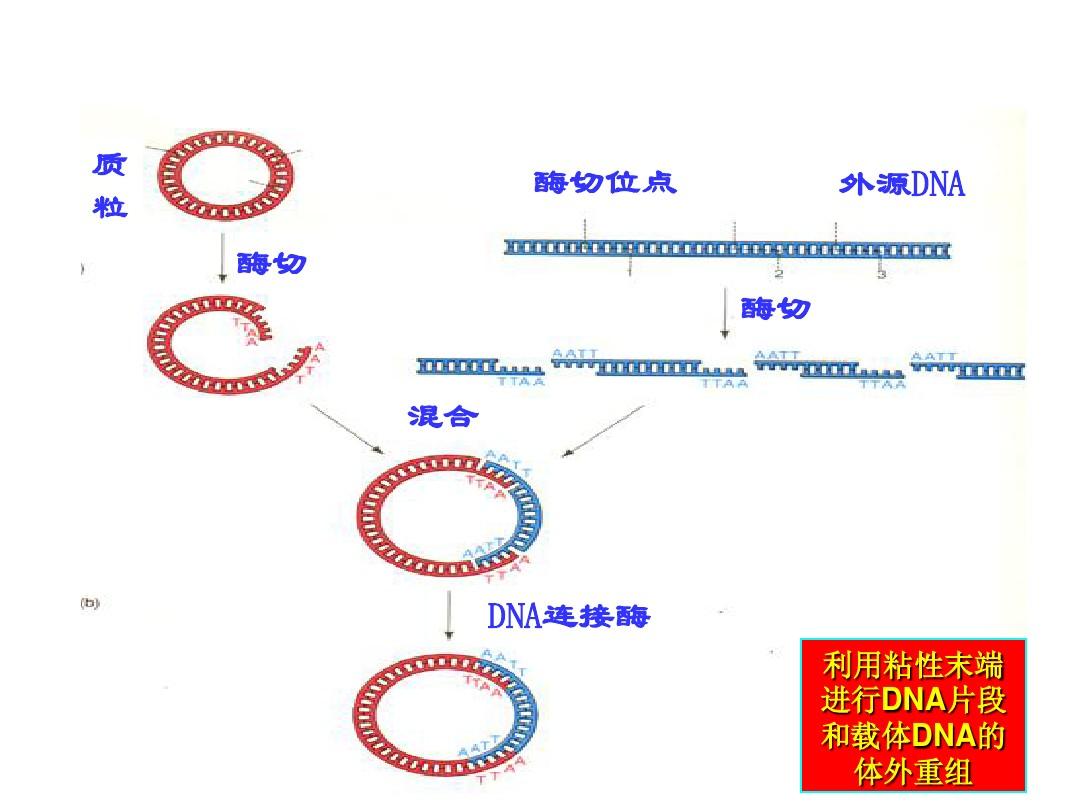 细胞膜流动性名词解释_细胞膜流动性表现在哪里_细胞膜流动性