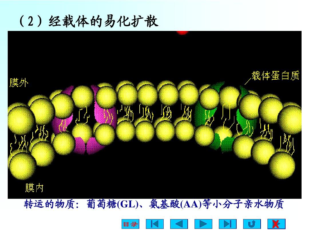 膜抗原的作用_细胞膜抗原_膜抗原是什么