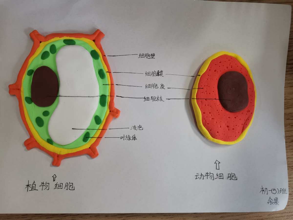 细胞膜模型制作_细胞膜模型手工_如何制作细胞膜模型
