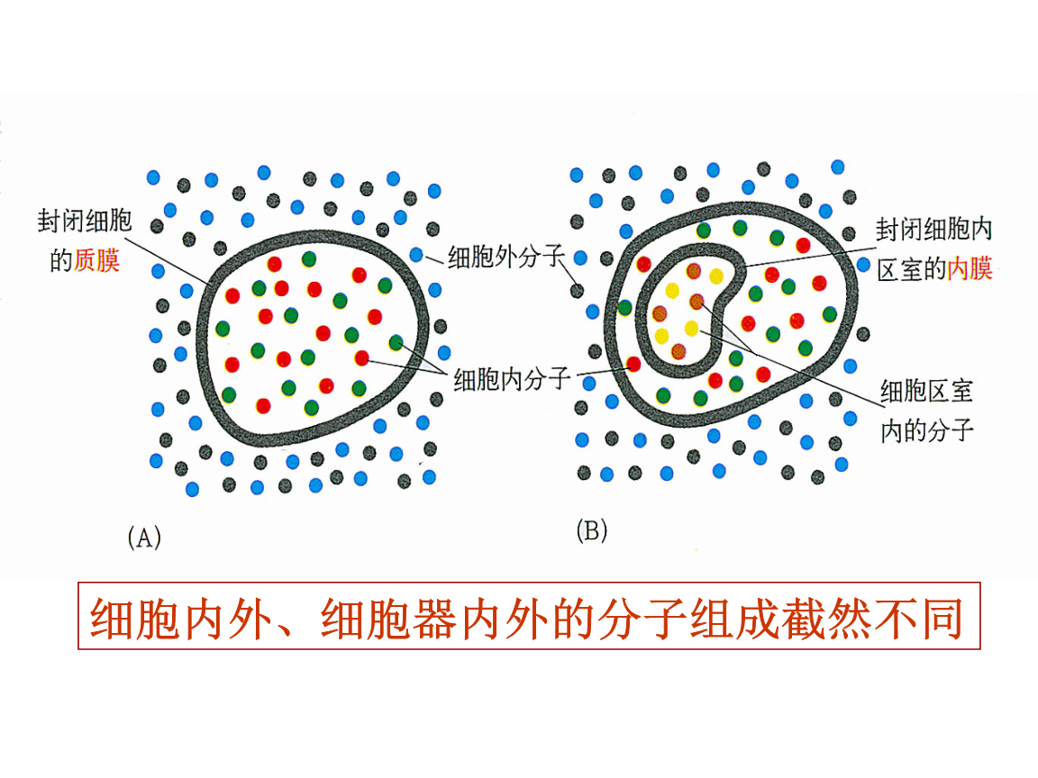 细胞膜水性通道_细胞膜水通道_细胞膜通道的三种状态
