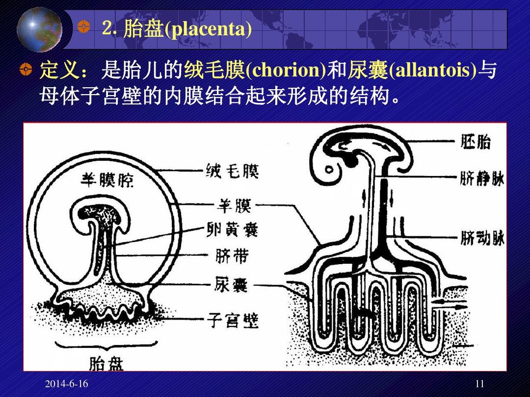细胞膜流动性表现在哪里_细胞膜流动性_细胞膜流动性定义