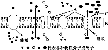 细胞膜流动性名词解释_细胞膜流动性_细胞膜流动性定义