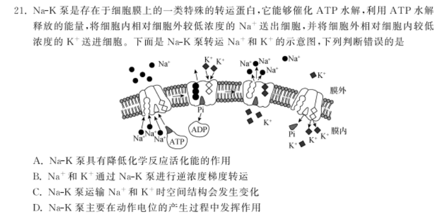 细胞膜结构是什么模型_双层膜细胞结构_细胞膜结构