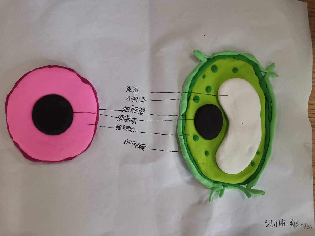 如何制作细胞膜模型_细胞膜模型制作方法_细胞膜模型制作