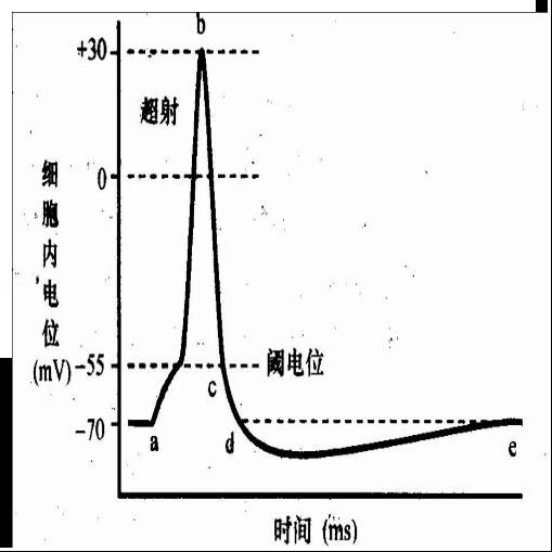 细胞膜电位的形成机制_细胞膜电位变化过程_细胞膜电位