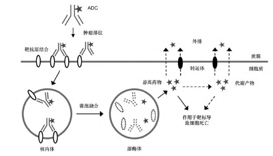 细胞膜结构图_细胞膜结构画图_构成细胞膜结构