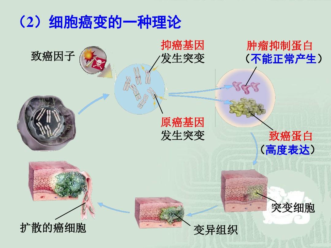 细胞膜抗原功能_细胞膜抗原_细胞膜抗原分化检测结果分析