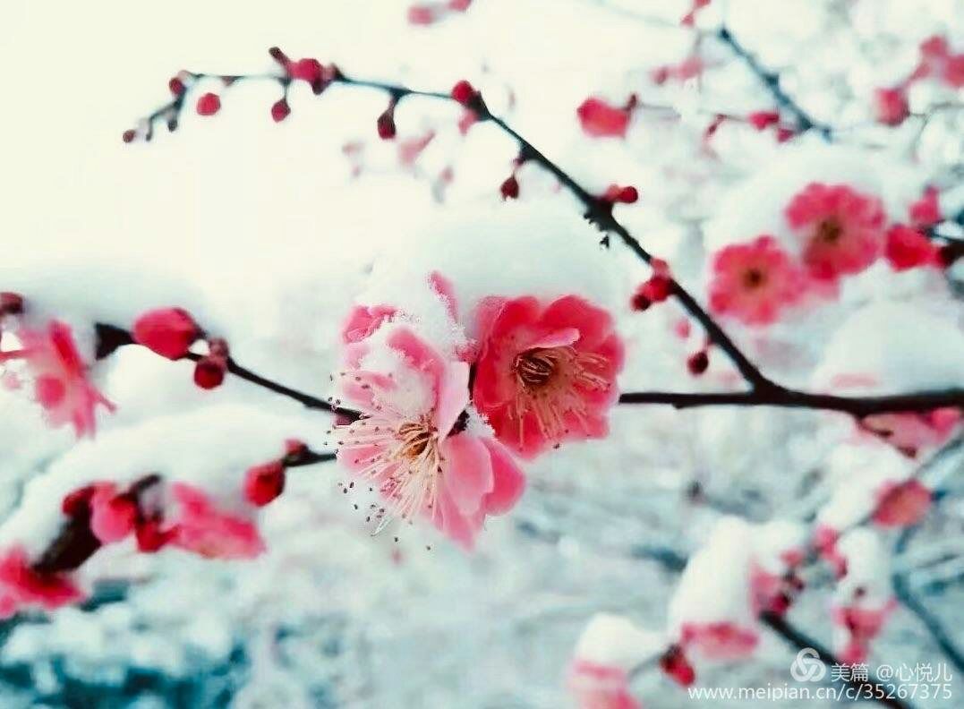 雪花飞舞的意思_雪花飞舞意思是什么_雪花飞舞意思和造句