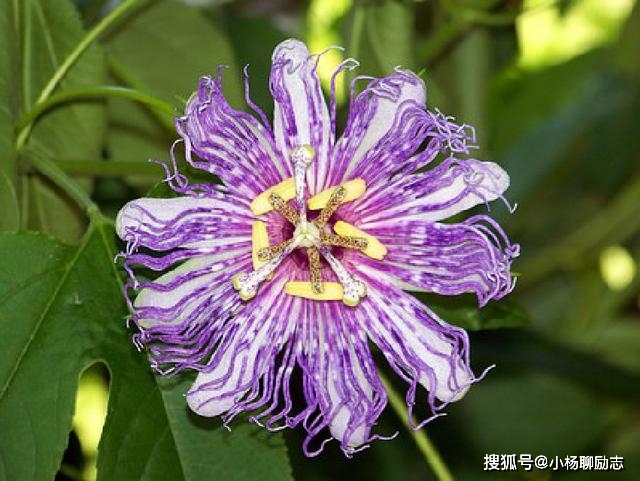 布朗运动是什么运动