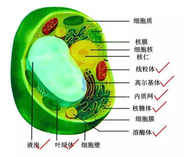 硫的相对原子质量