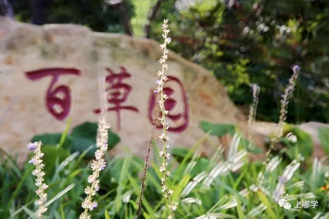 上海中学竞赛课程物理