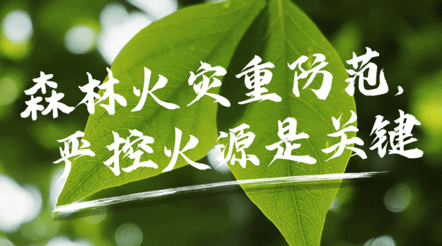 八一中学